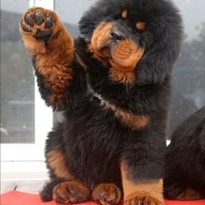 Meet your Posher, James